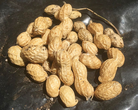 peanuts4