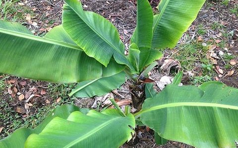 バナナがウイルスの病気に